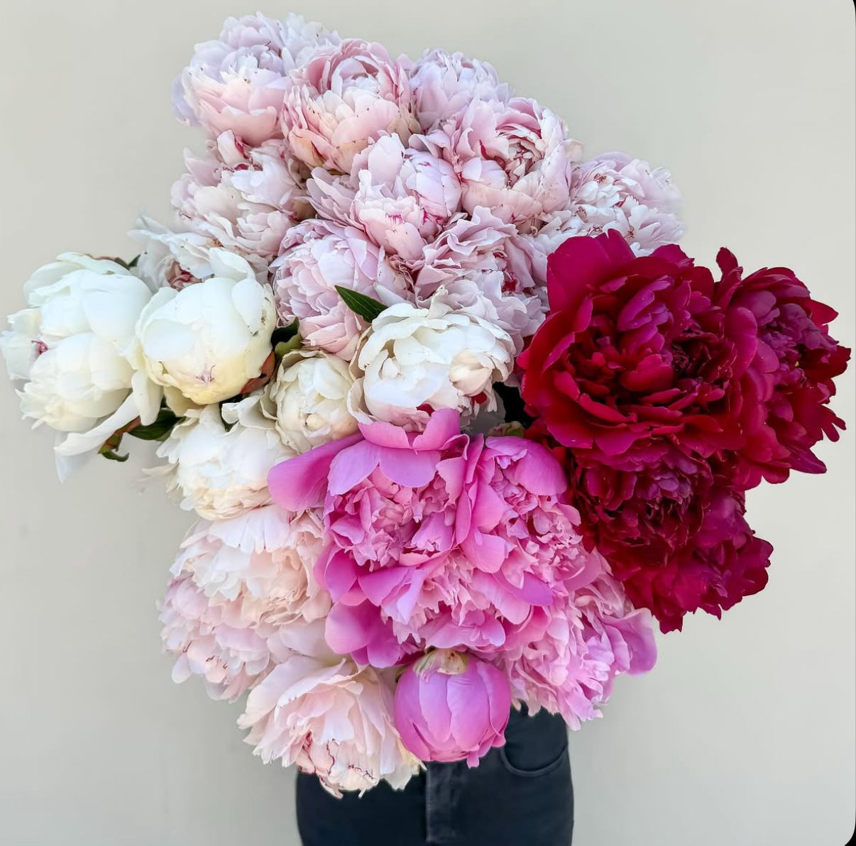 Black Friday Peonies