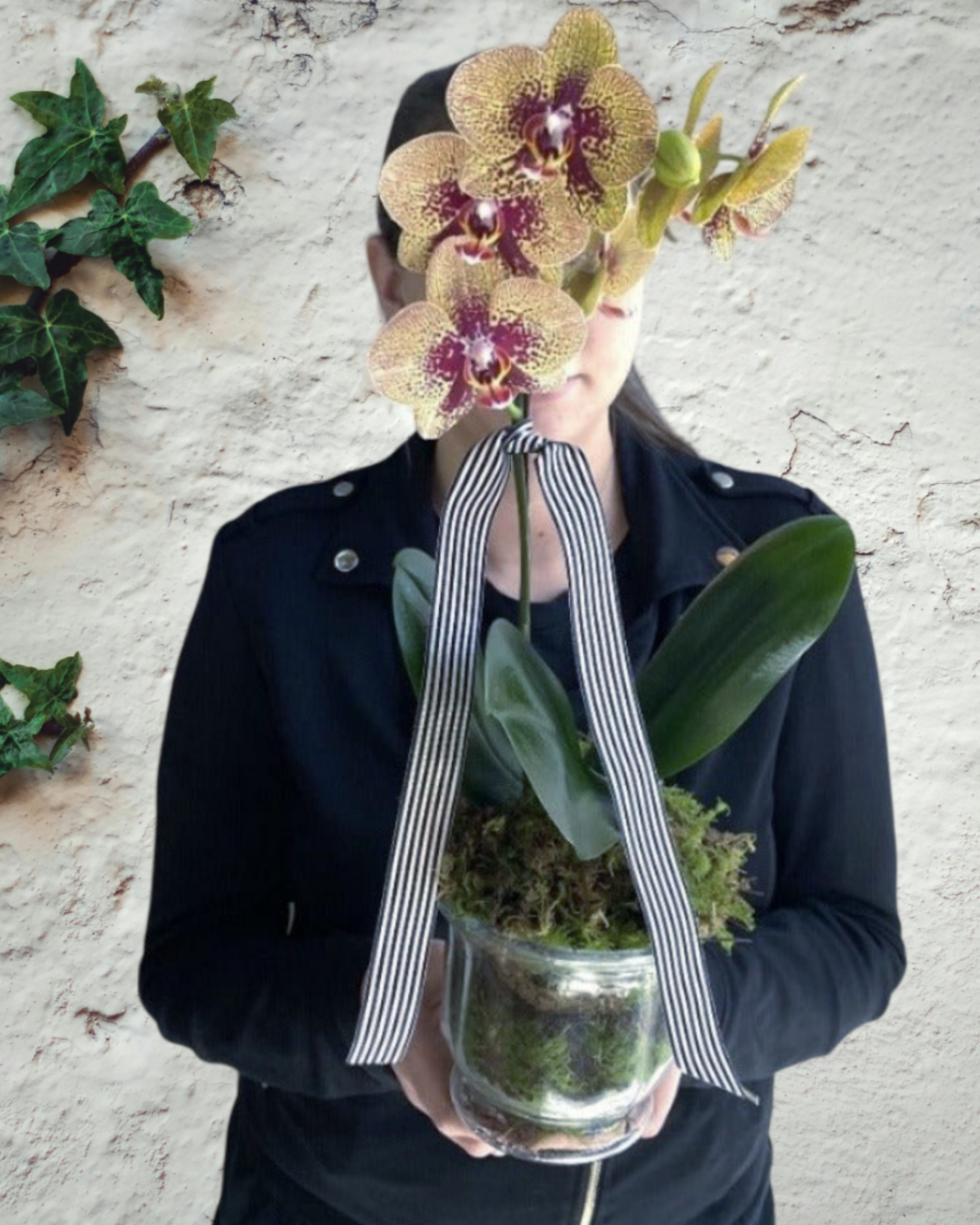 Phalaenopsis Orchid in Glassware