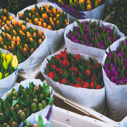 Perrotts visit the Flower Market