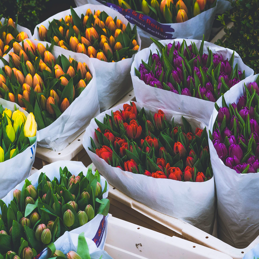 Perrotts visit the Flower Market