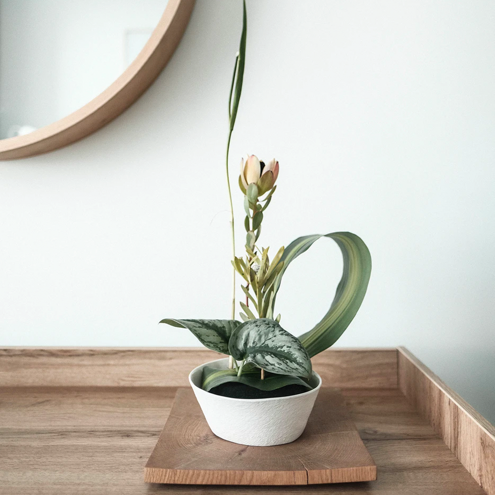 The best indoor plants for 2021