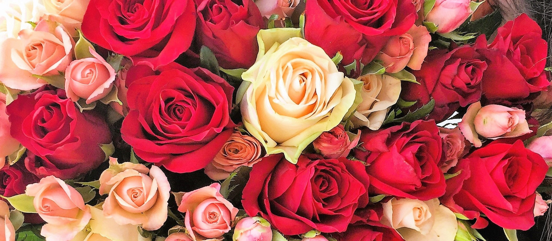 Roses & Romance – Perrotts Florists