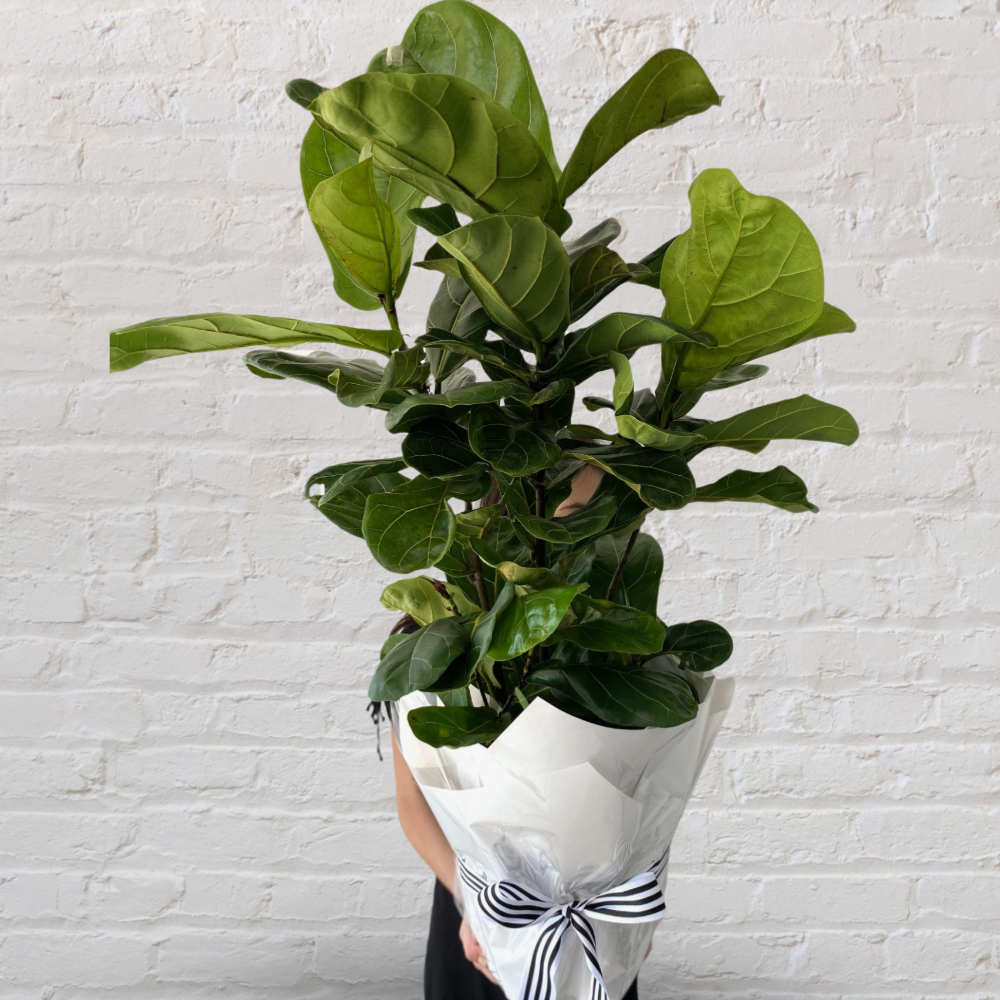 fiddle leaf fig perth Large Fiddle Leaf Fig – Perrotts Florists