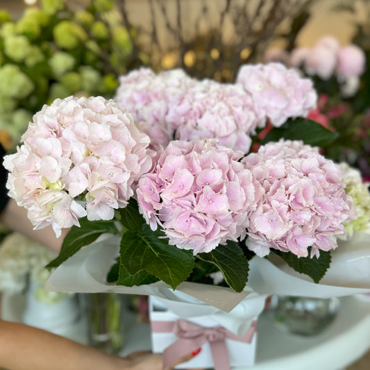 Hydrangea