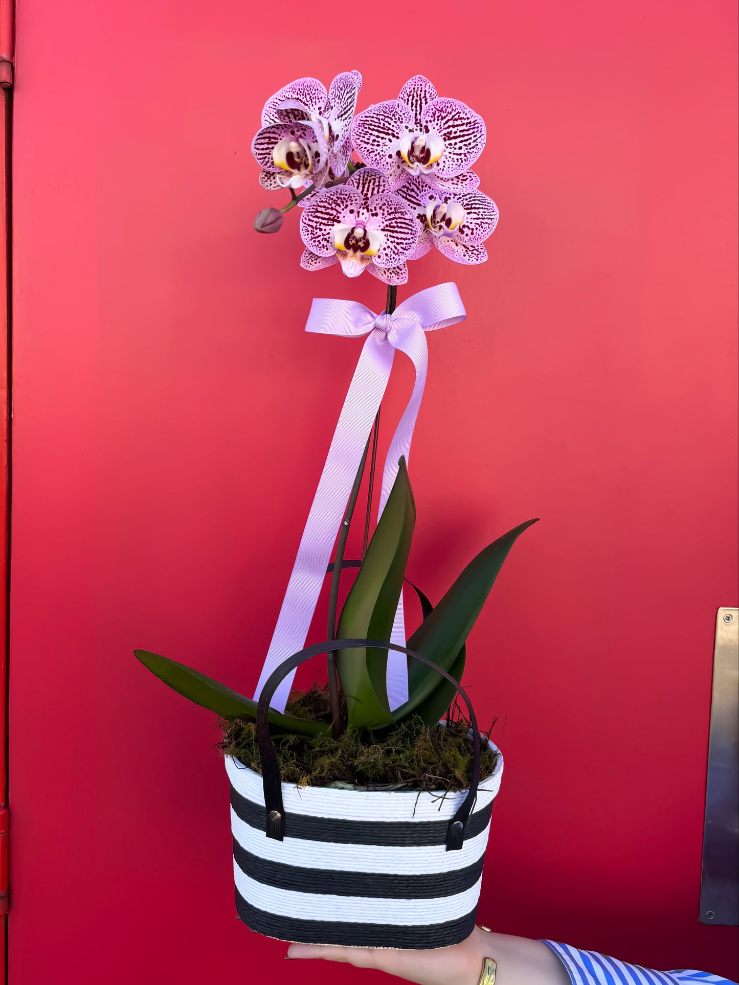 Orchid Spritz