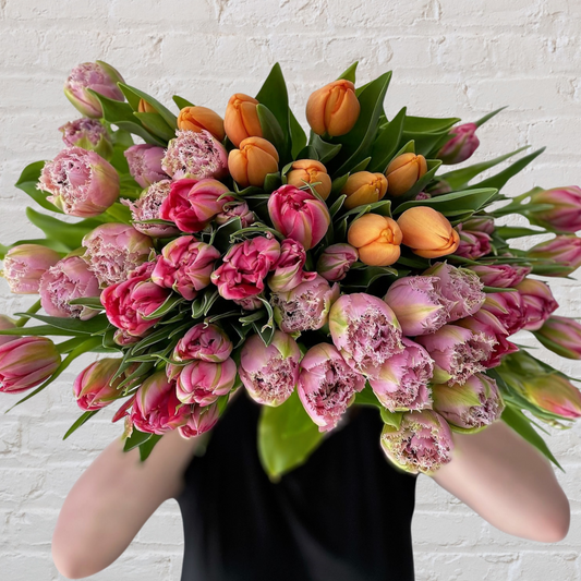 tulipa - Perrotts Florists