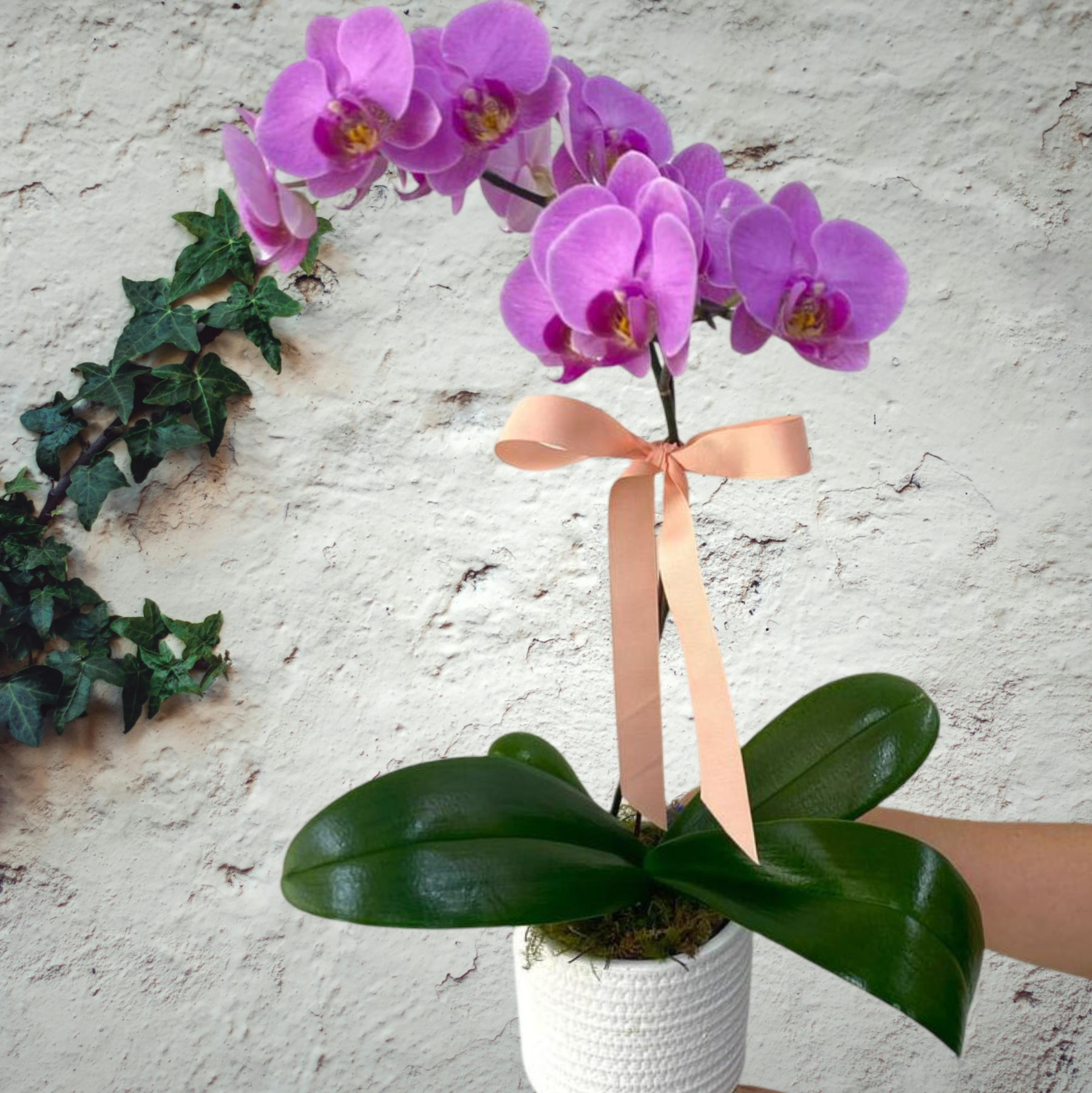 Phalaenopsis Orchid in ceramic pot 