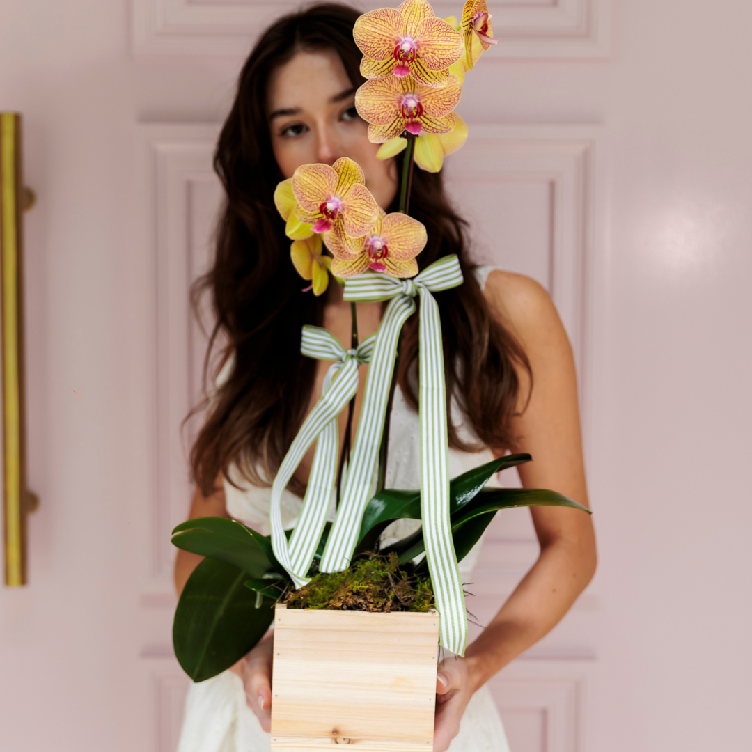 Sophia Loren Orchid