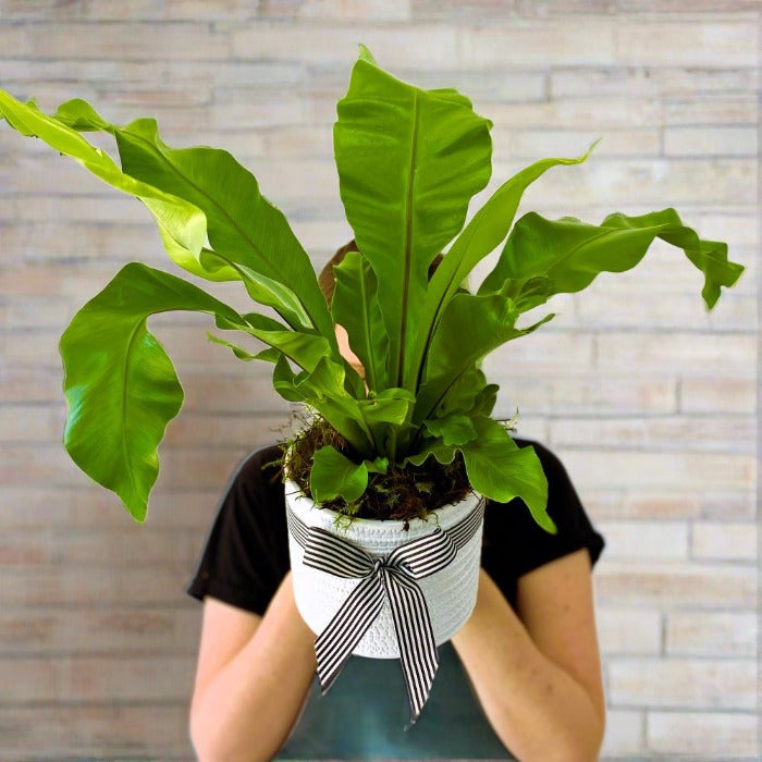 crows nest fern - Perrotts Florists