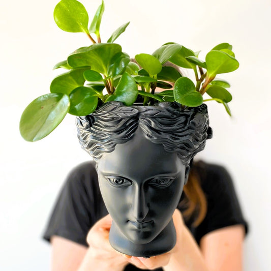 ornamental head - Perrotts Florists
