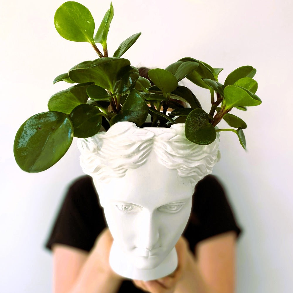 Ornamental planted Ceramic Head Perrotts Florists