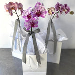 Flowering Keepsake - Perrotts Florists