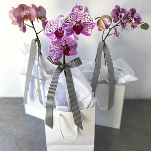 
                  
                    Flowering Keepsake - Perrotts Florists
                  
                