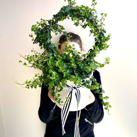 Ivy Hoop - Perrotts Florists