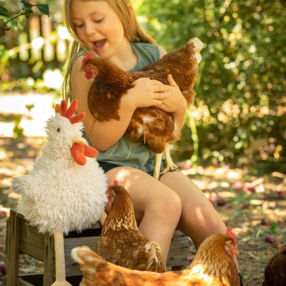 Roy the Rooster - Perrotts Florists