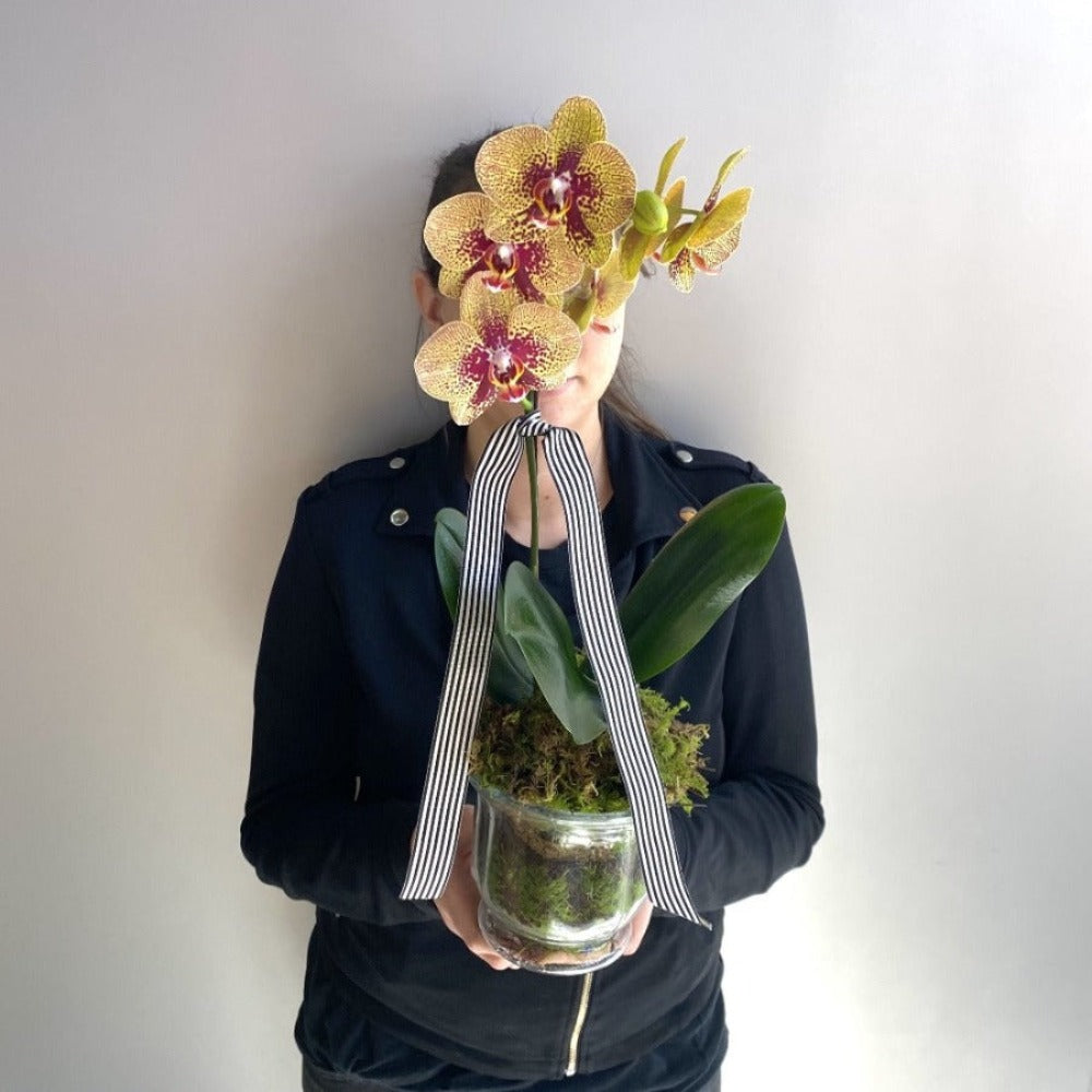 Zen - Perrotts Florists